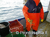 Pescaturismo a Ischia 30