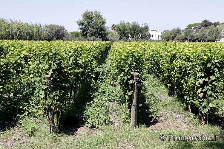 il vino di forio