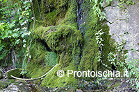 La fonte di Buceto 11