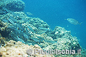 Fotografia subacquea a Ischia 1