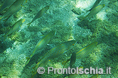 Fotografia subacquea a Ischia 9