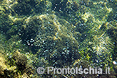 Fotografia subacquea a Ischia 10