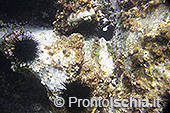 Fotografia subacquea a Ischia 11