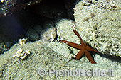 Fotografia subacquea a Ischia 14