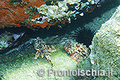 Fotografia subacquea a Ischia 15