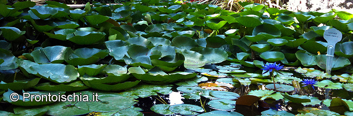 La Mortella, meravigliosi giardini esotici