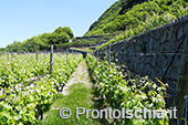 Ischia: il paesaggio del vino 2
