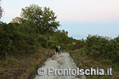 Escursioni a Ischia: tramonto al Monte Epomeo 77