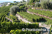 La vendemmia ai Giardini Arimei a Panza 9