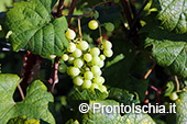 La vendemmia ai Giardini Arimei a Panza 14