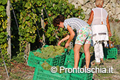 La vendemmia ai Giardini Arimei a Panza 28