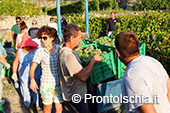 La vendemmia ai Giardini Arimei a Panza 42