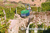 La vendemmia ai Giardini Arimei a Panza 49