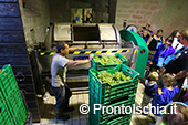 La vendemmia ai Giardini Arimei a Panza 81