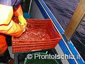 Pescaturismo a Ischia 13