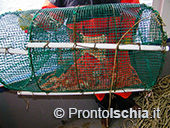 Pescaturismo a Ischia 24