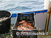 Pescaturismo a Ischia 25
