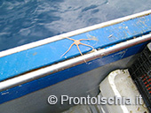 Pescaturismo a Ischia 34
