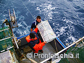 Pescaturismo a Ischia 37