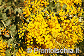 Visita guidata ai Giardini La Mortella 37
