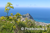 Camminare a Ischia nella natura 7