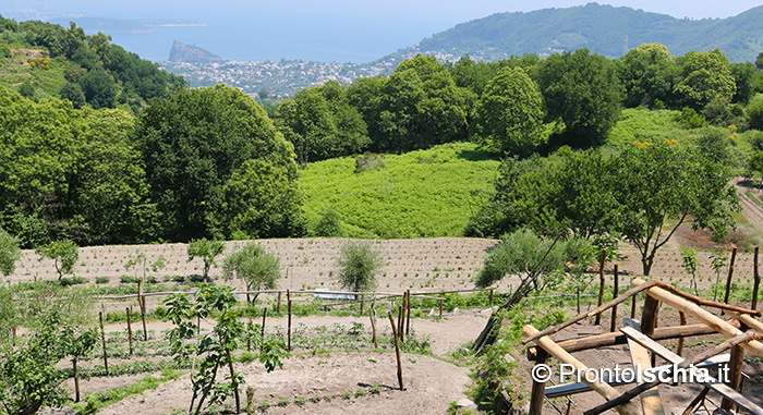 Nello scenario d'incanto del versante orientale dell'isola d'Ischia.