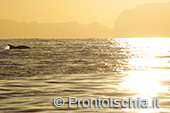 Ischia, paradiso della fotografia naturalistica 0
