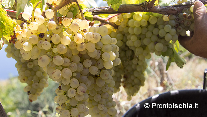 Il rito della vendemmia in un luogo incantato