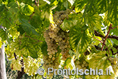 La vendemmia della famiglia Trani a San Pancrazio 7