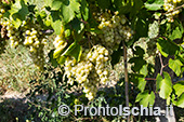 La vendemmia della famiglia Trani a San Pancrazio 10