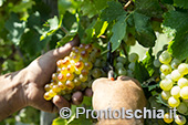 La vendemmia della famiglia Trani a San Pancrazio 13