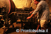 Ischia, Andar per Cantine: il percorso Uva Arilla 11