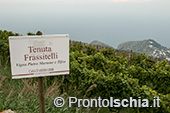 Ischia, Andar per Cantine: Frassitelli al tramonto 3