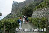 Ischia, Andar per Cantine: Frassitelli al tramonto 9