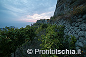 Ischia, Andar per Cantine: Frassitelli al tramonto 31