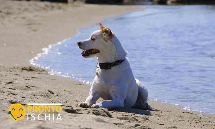 Trascorrere la vacanza a Ischia con il cane