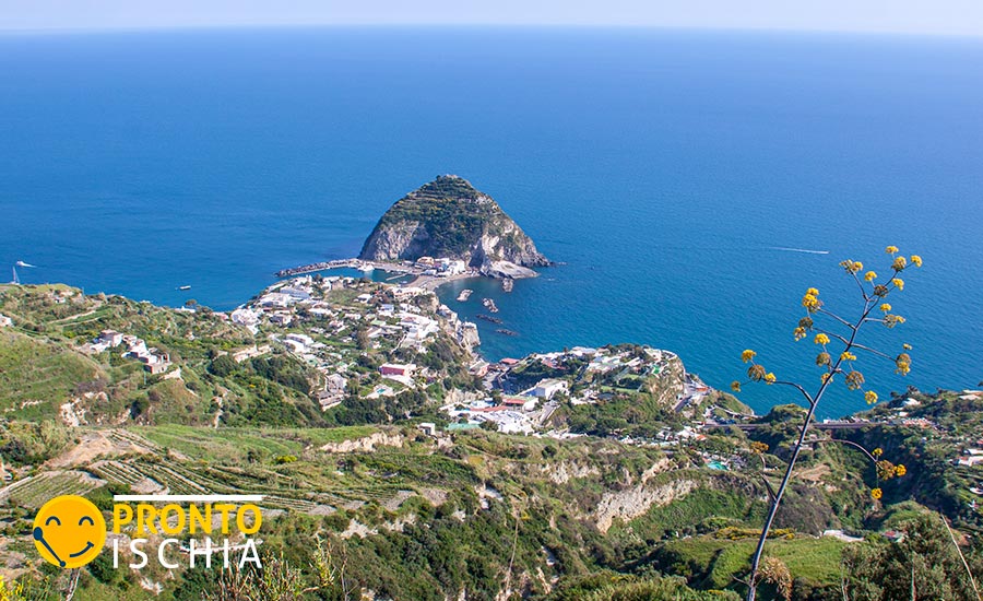 Il comune dell'isola d'Ischia con più primati